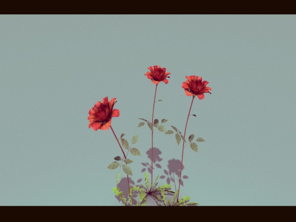 Three Growing Roses