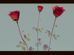 Three Growing Roses