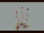 Three Growing Roses