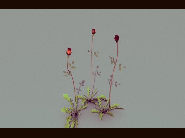 Three Growing Roses