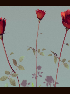 Three Growing Roses