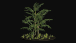 Three Palm tree areca wild tropical jungle