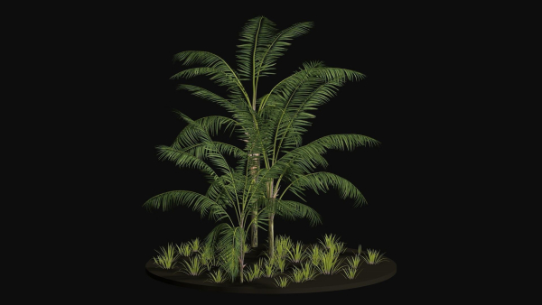 Three Palm tree areca wild tropical jungle