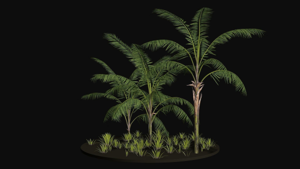 Three Palm tree areca wild tropical jungle