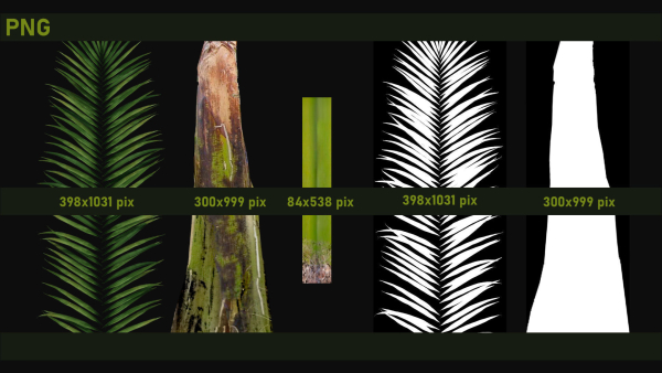 Three Palm tree areca wild tropical jungle