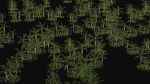 Three Palm tree areca wild tropical jungle