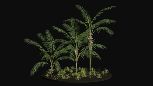 Three Palm tree areca wild tropical jungle