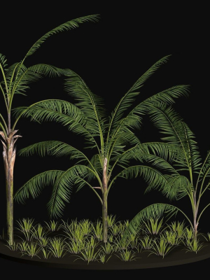 Three Palm tree areca wild tropical jungle