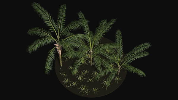 Three Palm tree areca wild tropical jungle