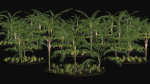 Three Palm tree areca wild tropical jungle