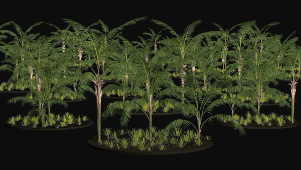 Three Palm tree areca wild tropical jungle