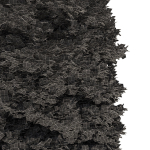 Thuja tree