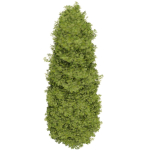 Thuja tree