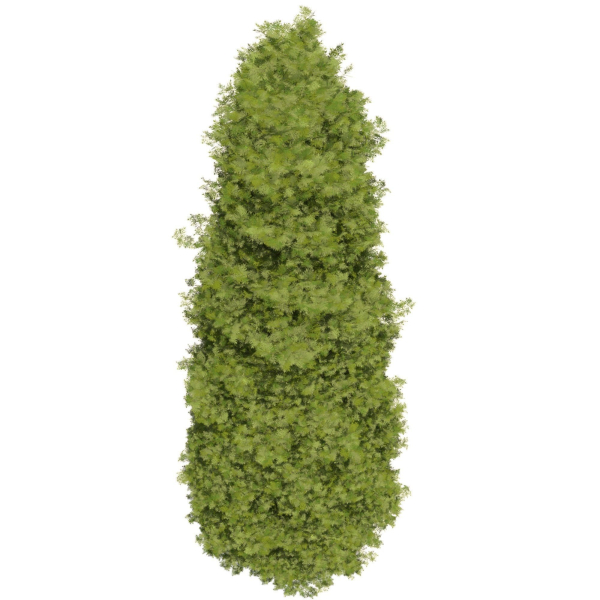 Thuja tree