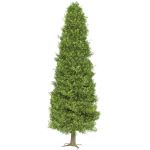 Thuja tree