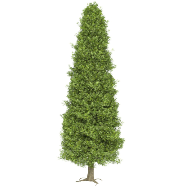 Thuja tree