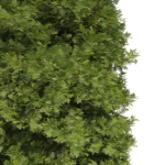 Thuja tree