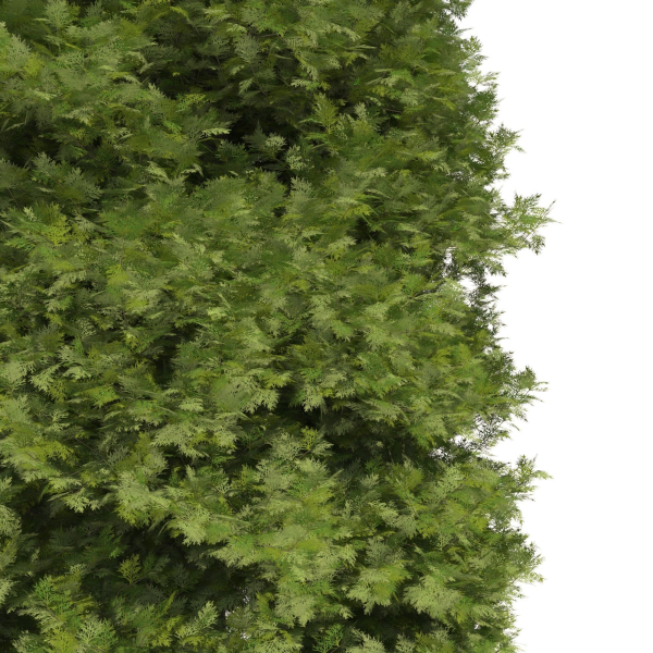 Thuja tree