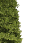 Thuja tree