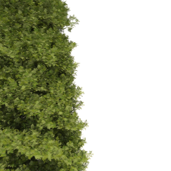 Thuja tree
