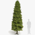 Thuja tree