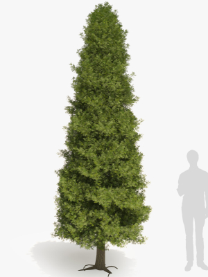 Thuja tree