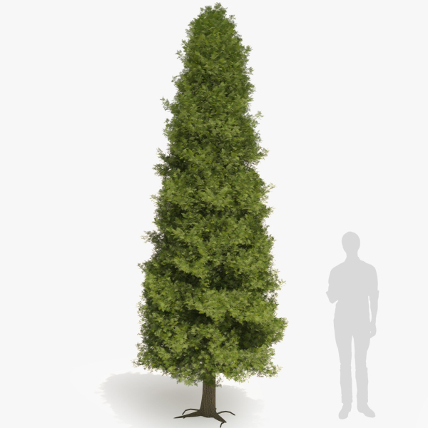 Thuja tree