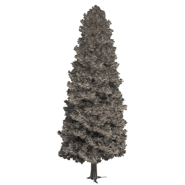 Thuja tree