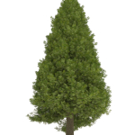 Thuja tree
