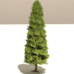 Thuja tree