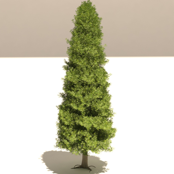 Thuja tree