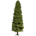 Thuja tree