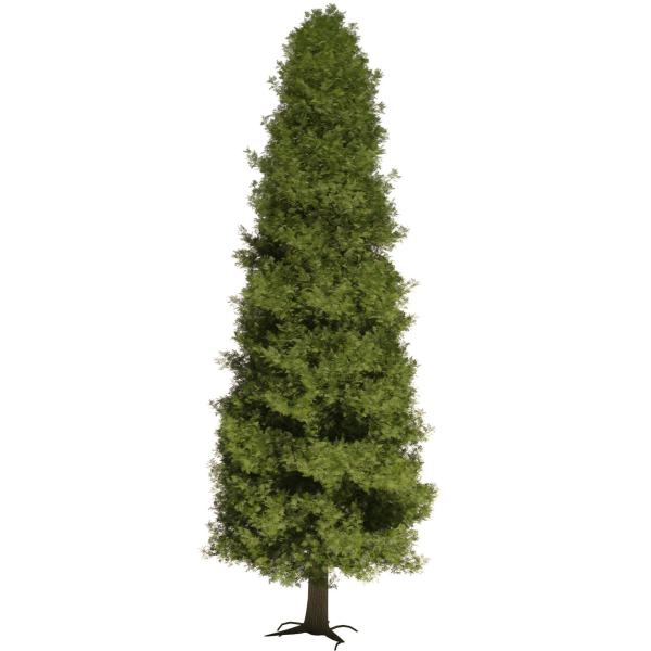 Thuja tree