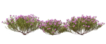 Thyme or thymus vulgaris