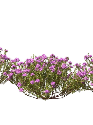 thyme-or-thymus-vulgaris-3d-model-max-obj-fbx-mat