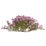 Thyme or thymus vulgaris