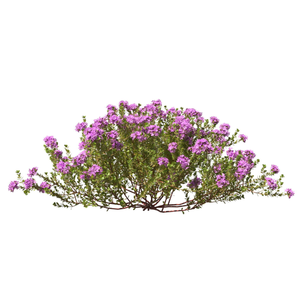 Thyme or thymus vulgaris