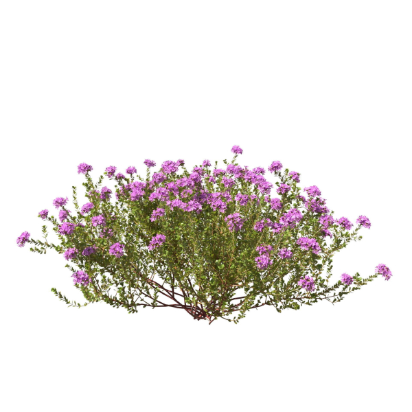 Thyme or thymus vulgaris