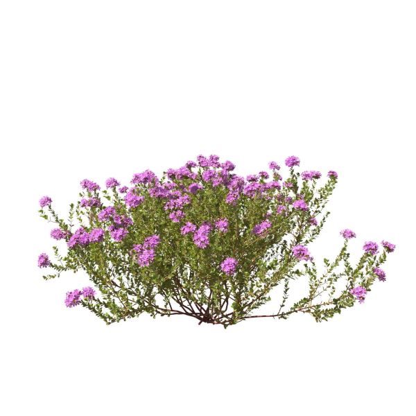 Thyme or thymus vulgaris