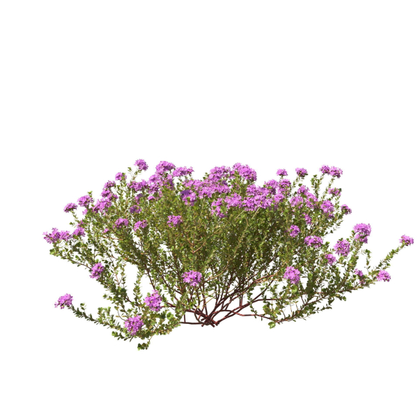 Thyme or thymus vulgaris