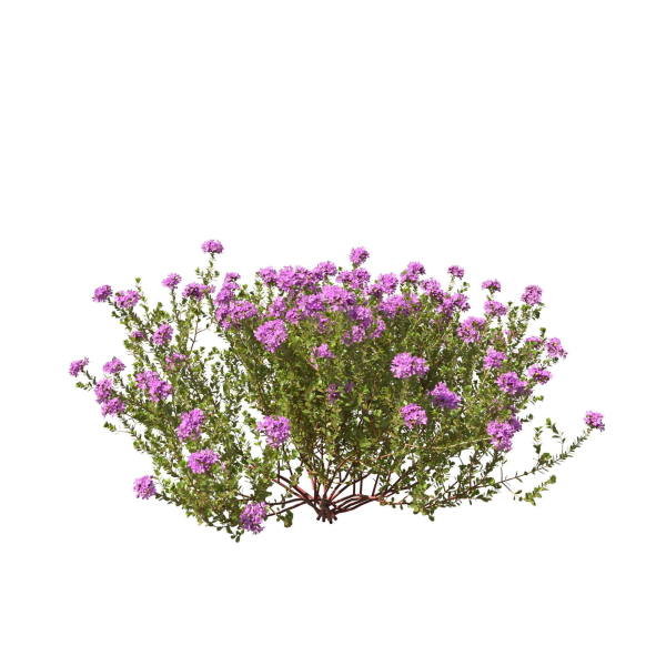 Thyme or thymus vulgaris