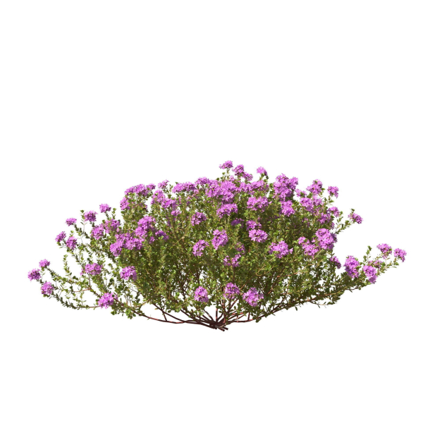 Thyme or thymus vulgaris