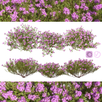 Thyme or thymus vulgaris