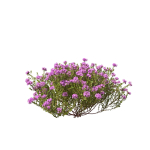 Thyme or thymus vulgaris