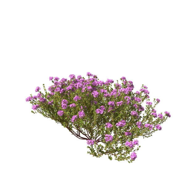 Thyme or thymus vulgaris