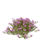 Thyme or thymus vulgaris