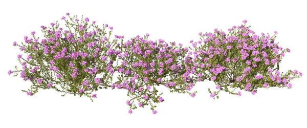 Thyme or thymus vulgaris