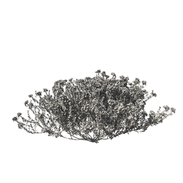 Thyme or thymus vulgaris