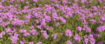 Thyme or thymus vulgaris