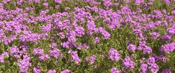 Thyme or thymus vulgaris